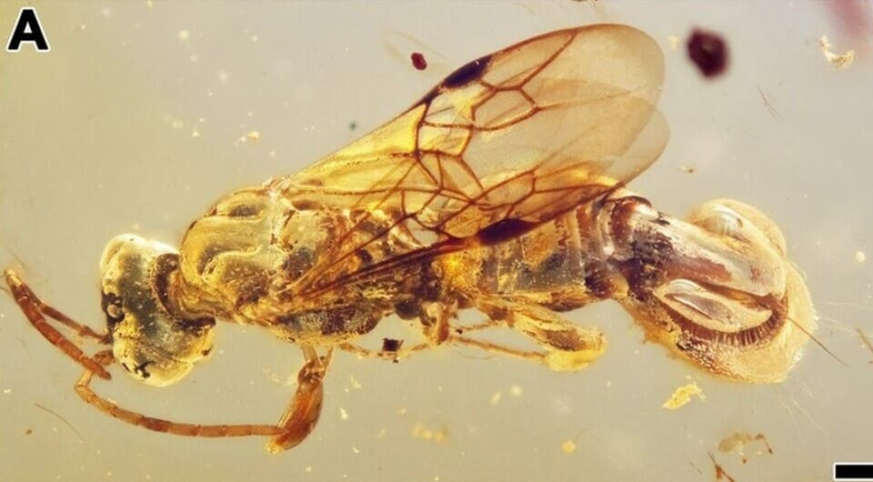 Родокстың ретро порно фотосы