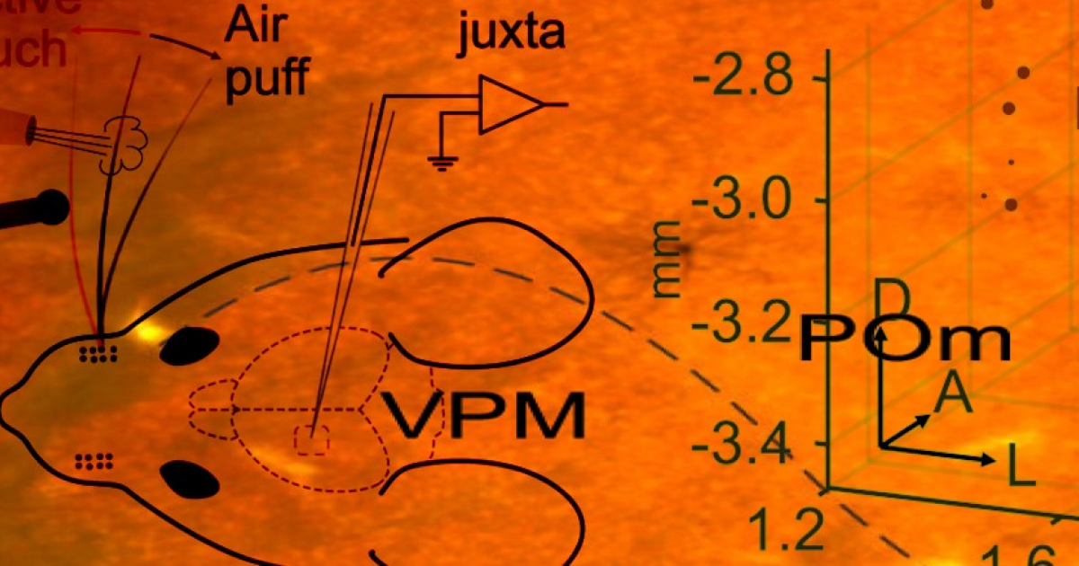 Таламус мышей различил пассивные и активные прикосновения
