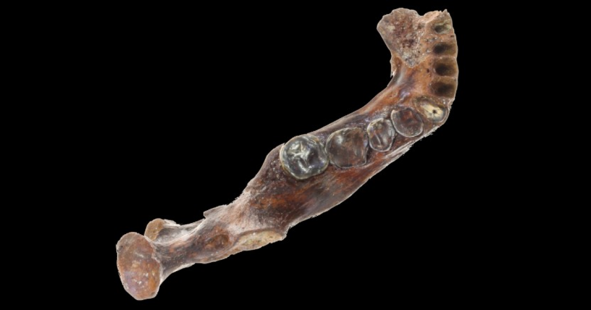 Найденная рыбаками на дне Тайваньского пролива древняя челюсть принадлежала денисовцу