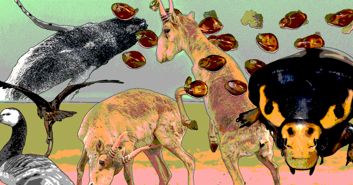 Бычья морда и рюкзачок с радиомаяком