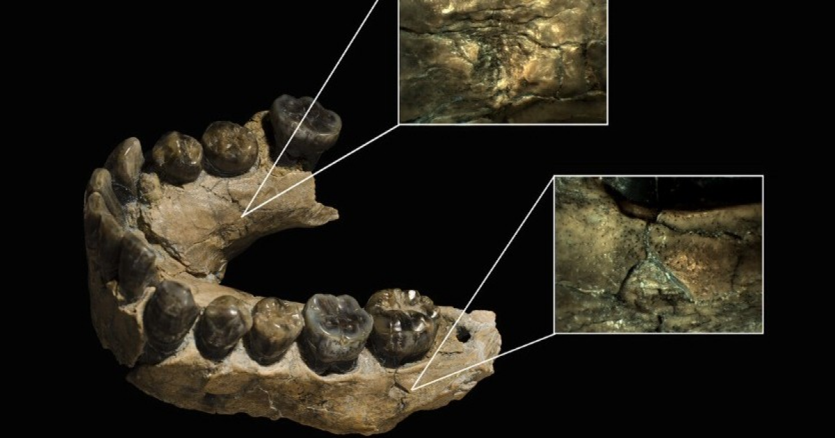 Леопарды съели двух людей умелых