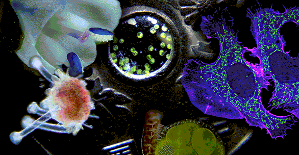 Едва видимое