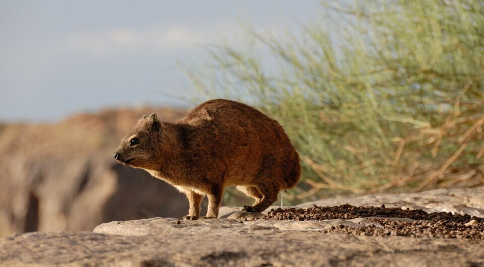 Күйеуі әйелін трахает етіп жатқанда қарап тұр (порно) Желіде арық көзілдірік киген әйелмен секс