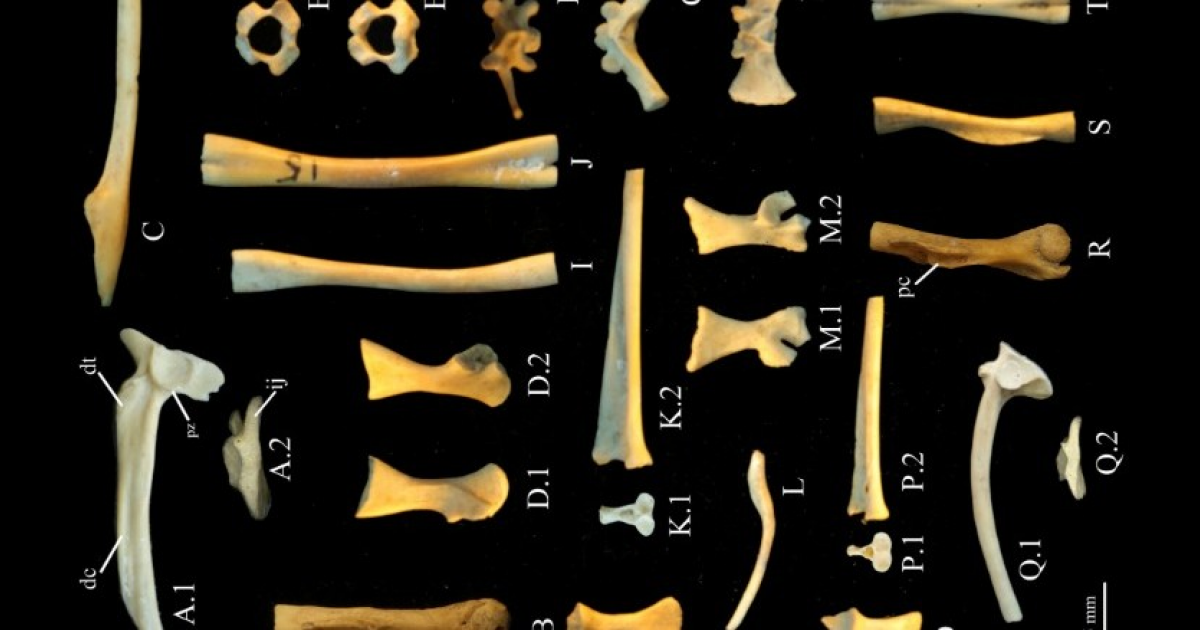 Жителей государств Ляо или Цзинь заподозрили в питании лягушками