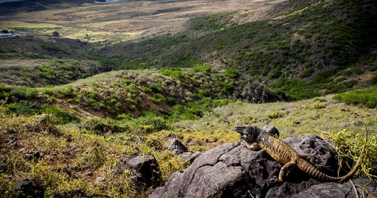 Инвазивные игуаны заселили остров Кларион 425 тысяч лет назад