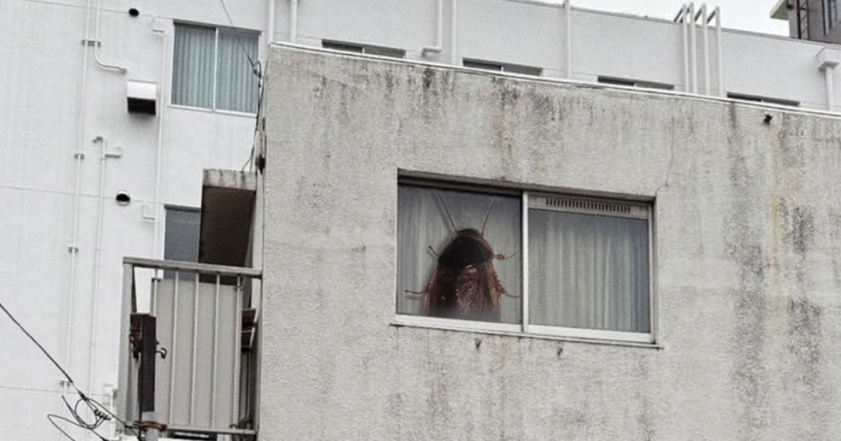 Коллизия таракана