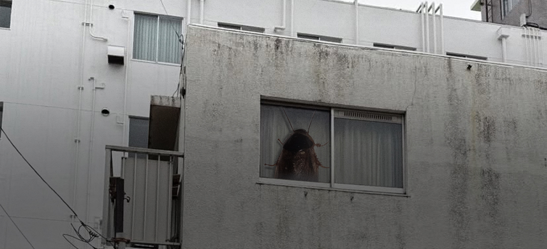 Коллизия таракана