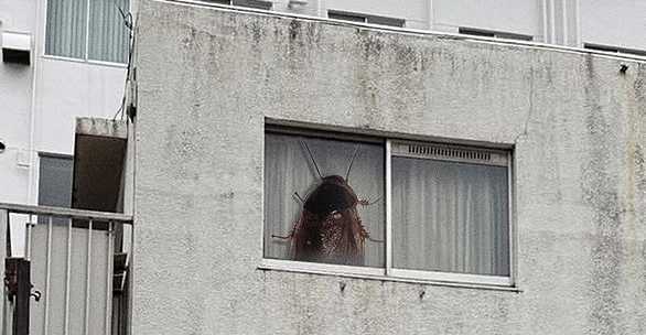 Коллизия таракана