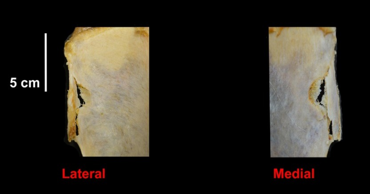 Археологи постреляли в тушу лошади копьями из пневматической пушки