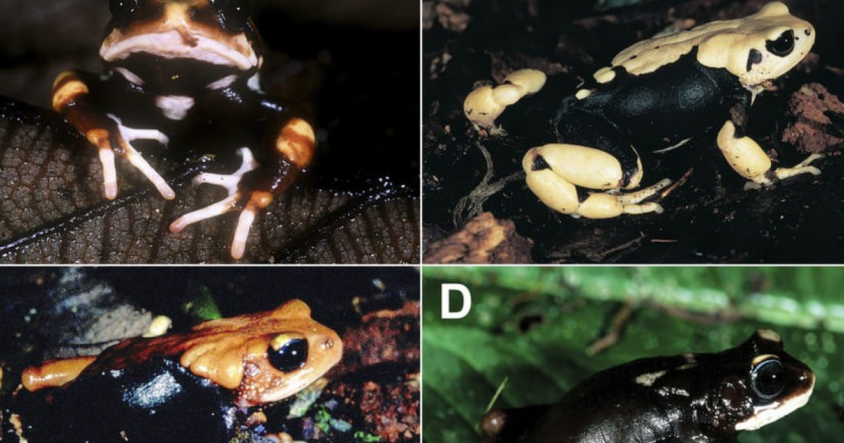 Герпетологи описали три новых вида живородящих жаб из Танзании