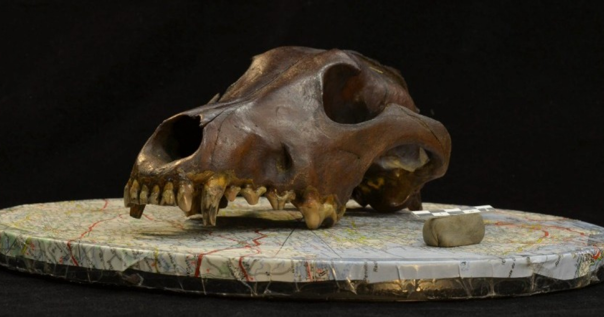 Древнейшим черепом с действительно собачьей морфологией назвали находку с севера России