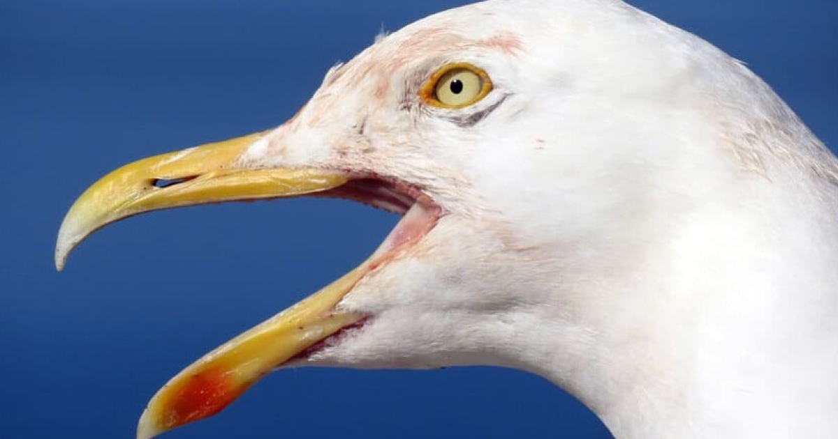Орнитологи отпугнули вороватых чаек записями мужского крика