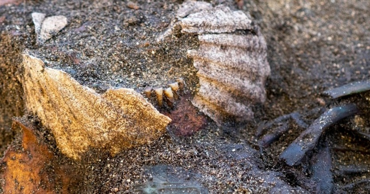 Женщине эпохи викингов приложили к голове две раковины морских гребешков