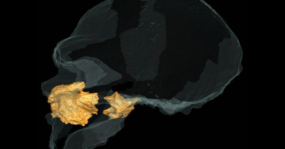 Антропологи реконструировали полость носа раннего неандертальца