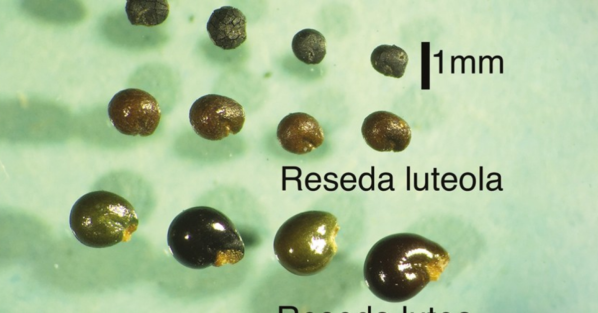 Людей позднего бронзового века заподозрили в использовании желтой растительной краски