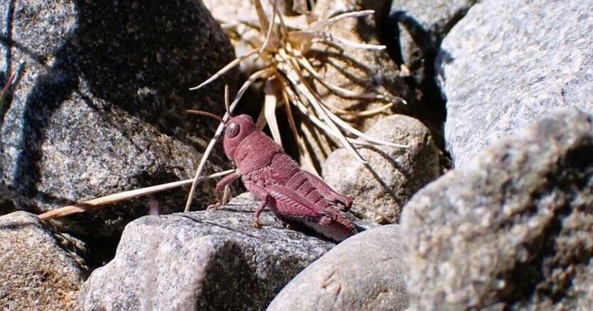 Новозеландцы встретили розовую кобылку