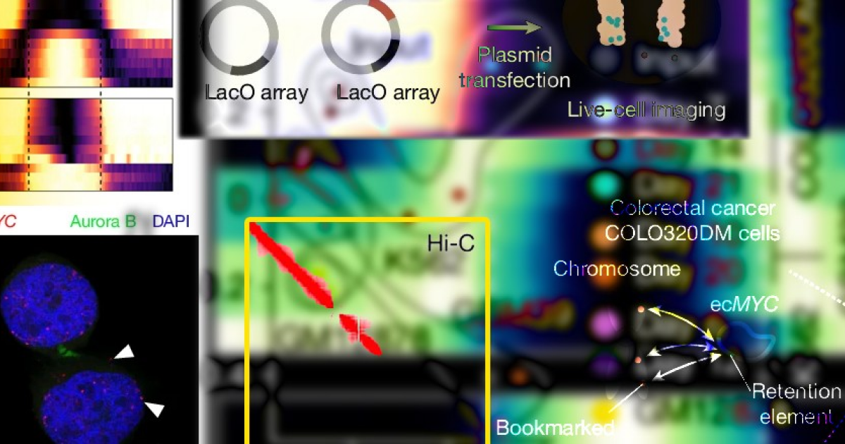Кольцевые ДНК удержались на митотических закладках хромосом раковых клеток