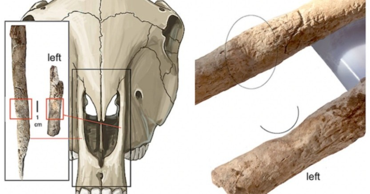В Испании выявили древнейшие в Европе останки мулицы