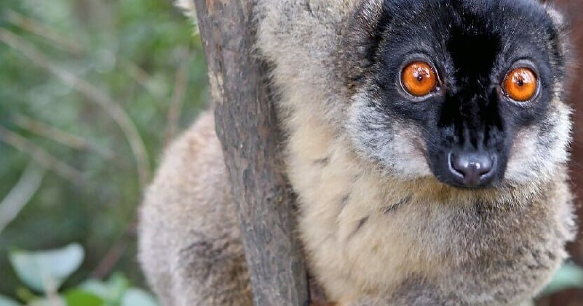 Жители мадагаскарских городов съели 13000 лемуров в год