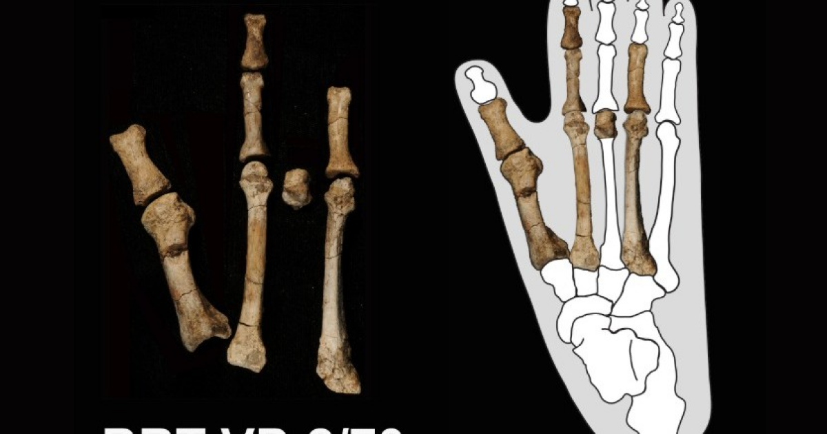 Необычную стопу из Эфиопии приписали австралопитеку дейремеде