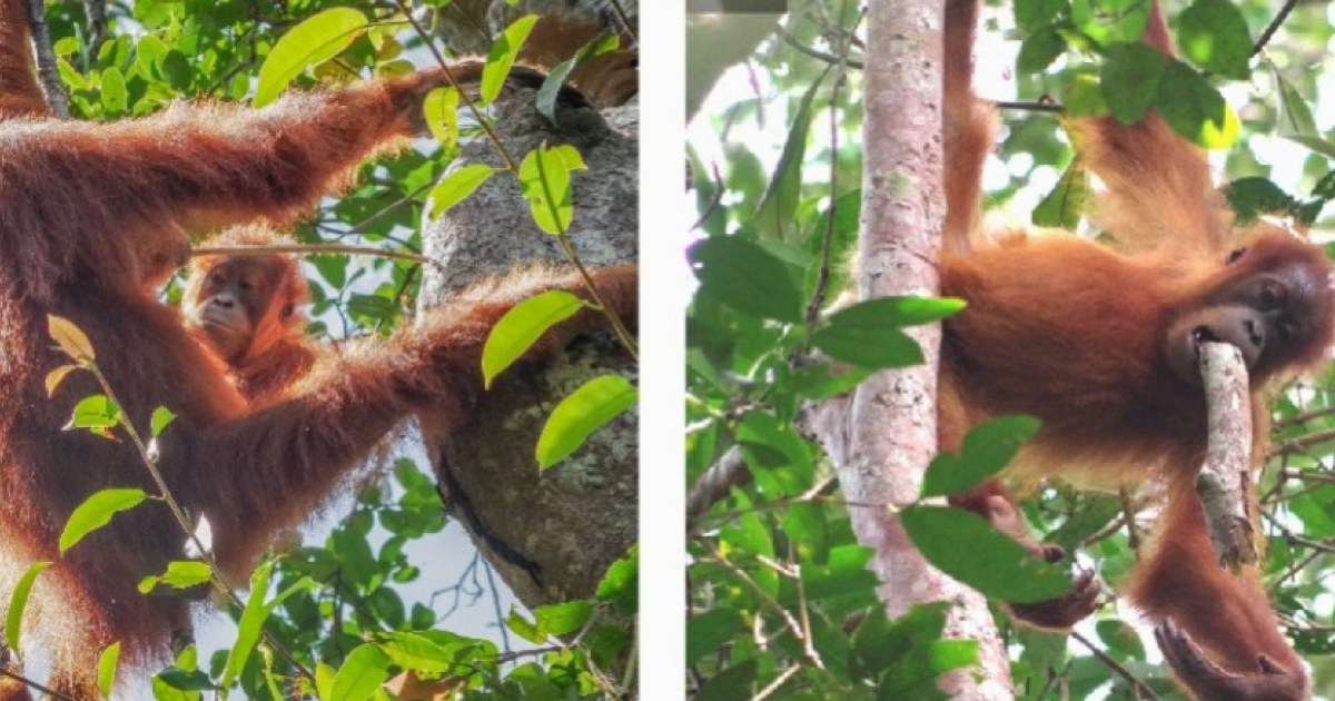 Социальное обучение позволило орангутанам освоить взрослый пищевой рацион к девяти годам