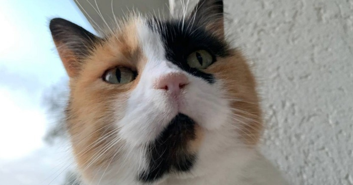 Домашние кошки попали в Европу около 2000 лет назад