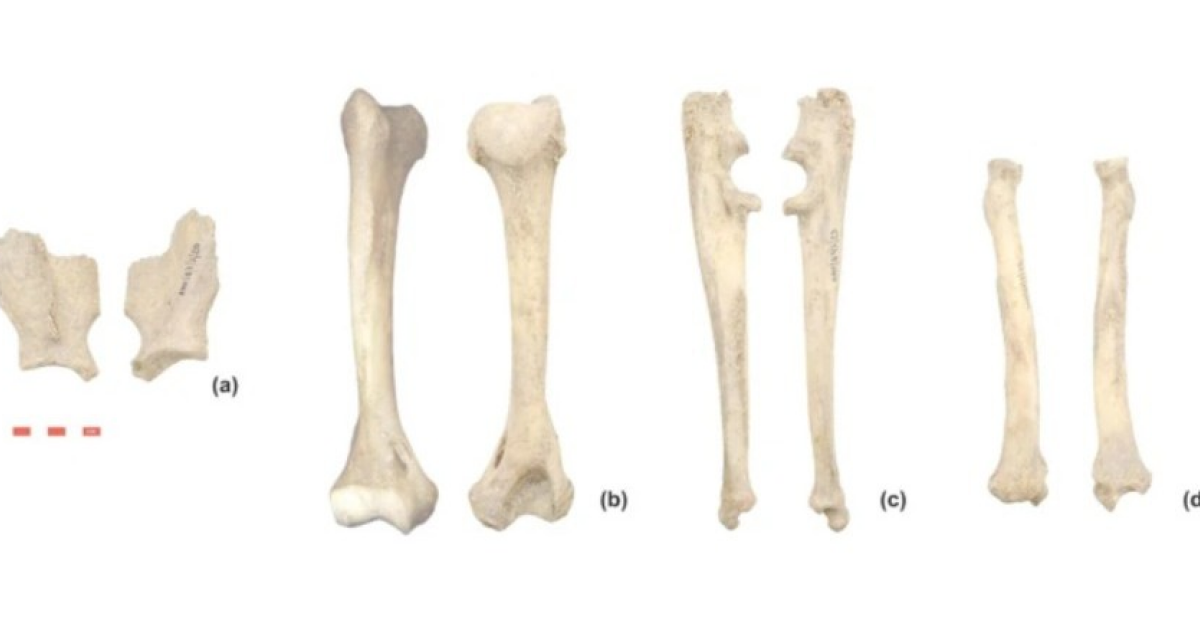 У римского амфитеатра Виминациума нашли кости африканского леопарда