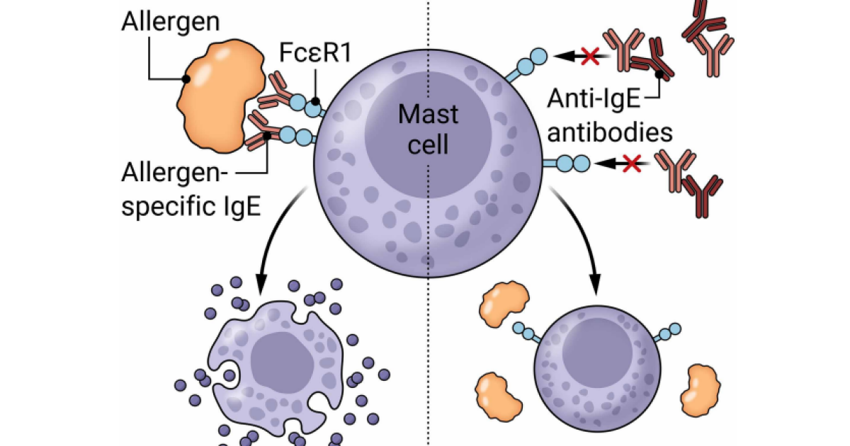 Вакцина против IgE защитила мышей от анафилактического шока