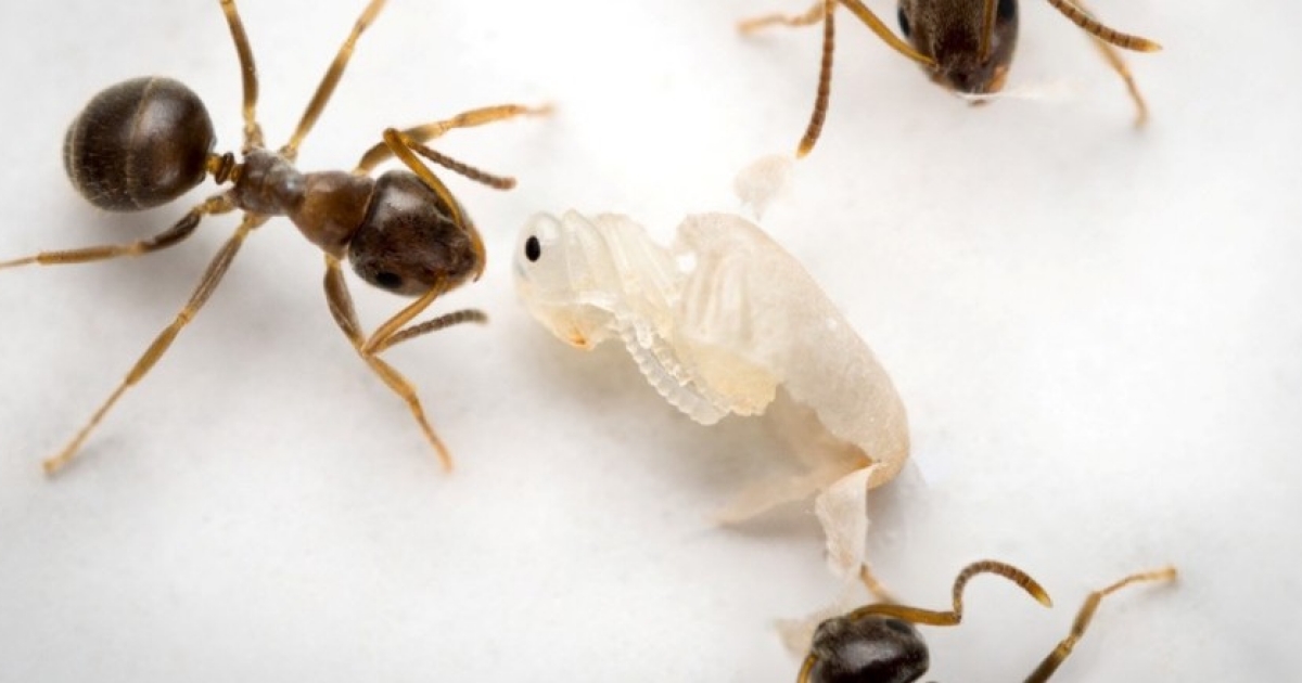 Инфицированные куколки рабочих муравьев сигнализировали о заражении