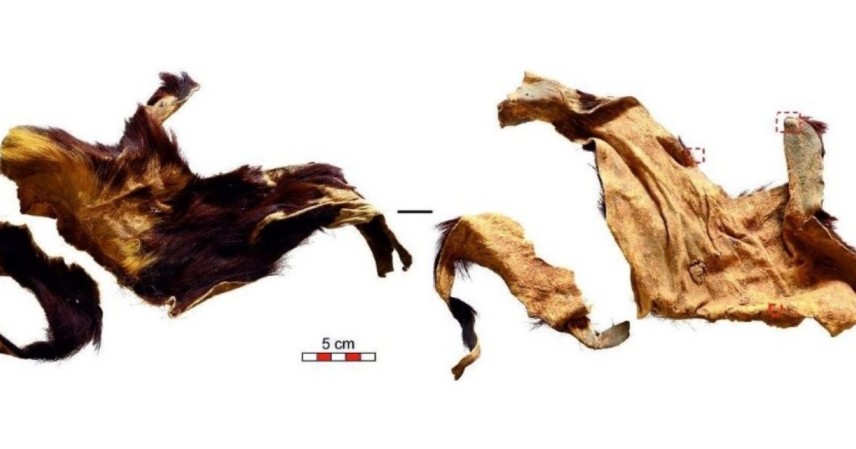 Из выделанной кожи эпохи неолита выделили ДНК домашней козы