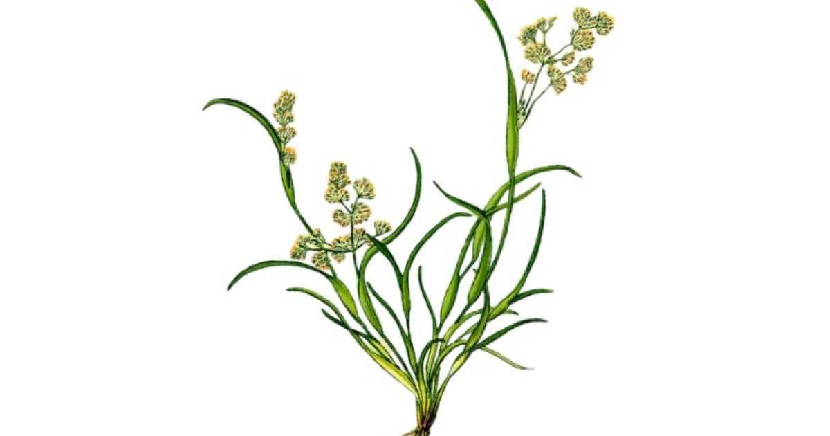 Внутри таштыкской погребальной куклы выявили остатки влагалищецветника