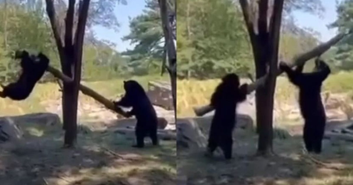 Очковые медведи покачались на качелях из бревна