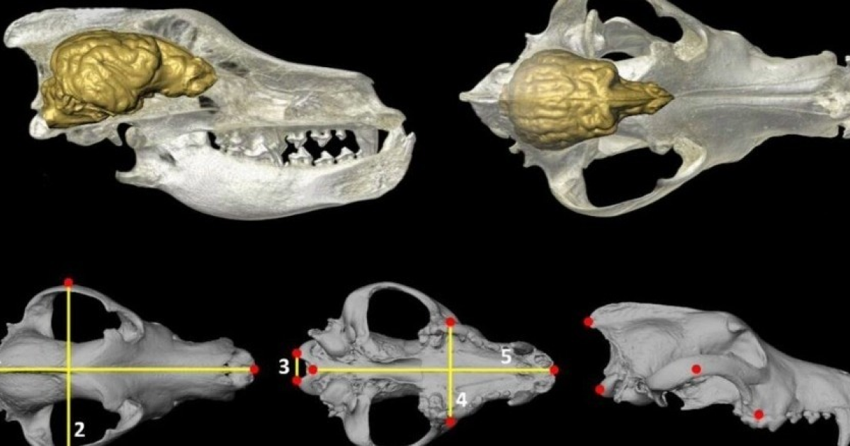 Европейцы эпохи неолита вывели собак с миниатюрным головным мозгом