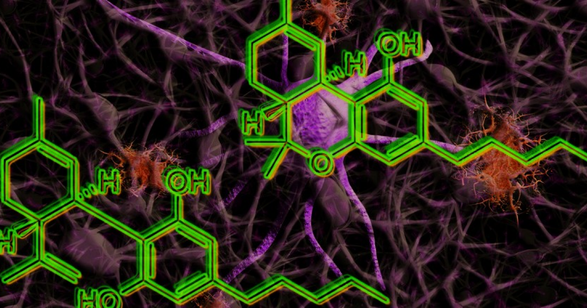 Микродозы каннабиса замедлили когнитивное снижение при болезни Альцгеймера