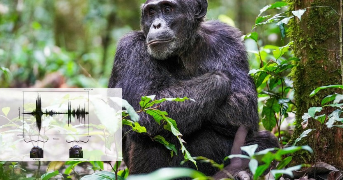 Шимпанзе перекликнулись с сородичами на расстоянии