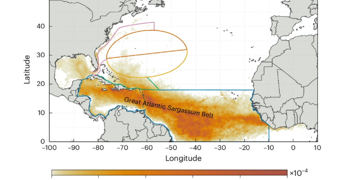 В Саргассовом море стало почти в 12,5 раза меньше водорослей