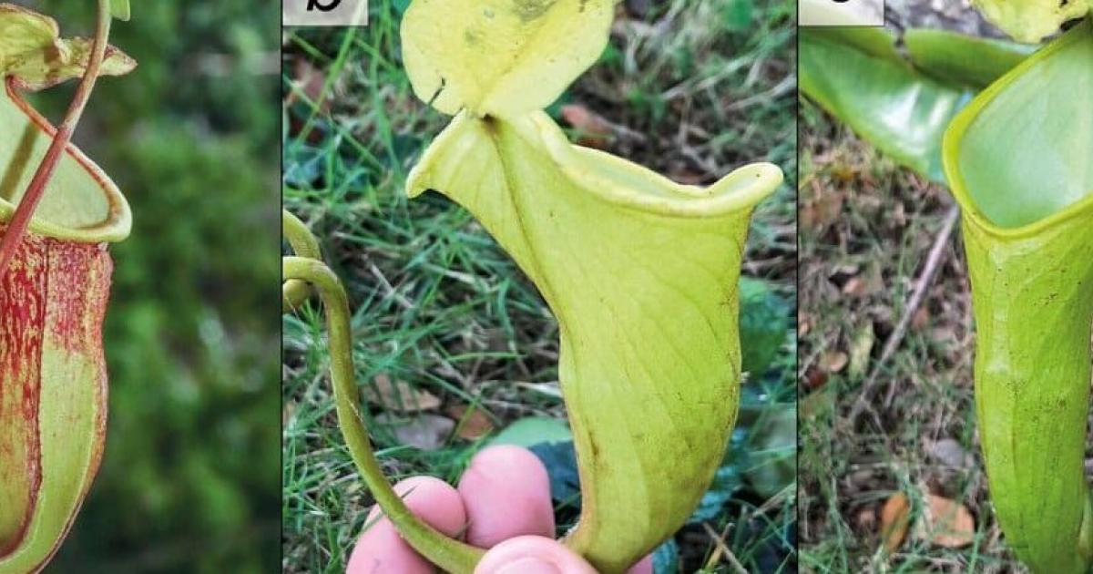 Новый вид непентесов с Филиппин уже оказался на грани исчезновения