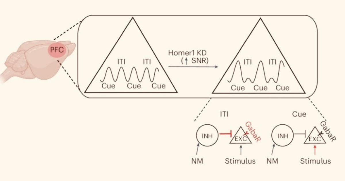 Вмешательство в работу одного гена увеличило внимательность мышей
