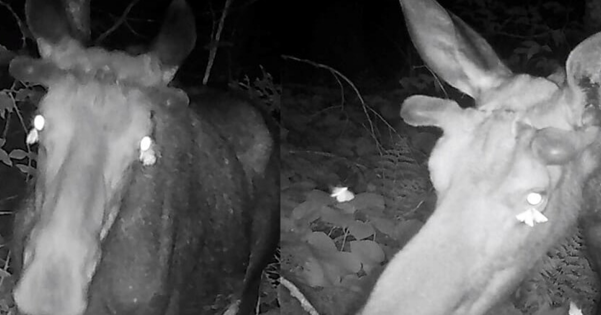 Бабочки попили лосиных слез