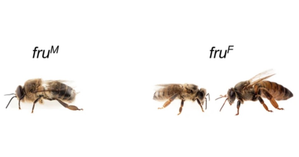 Кооперативное поведение трутней оказалось зависимо от конкретного гена