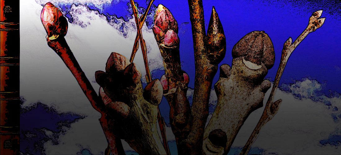 Голые и лесные