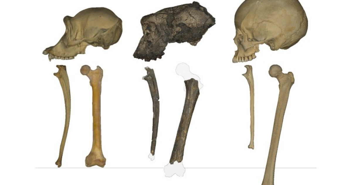Выступ на бедренной кости указал на двуногое хождение сахелантропа