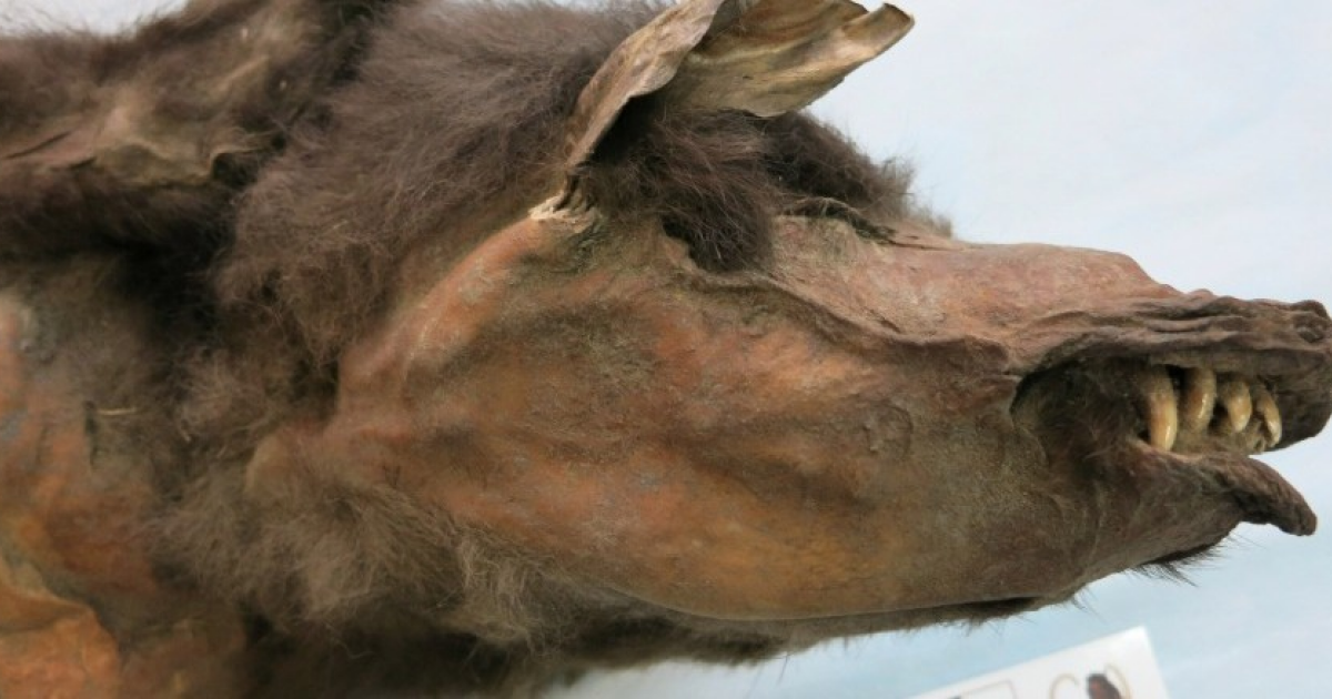 Ядерную ДНК шерстистого носорога секвенировали из пищи замороженного волка