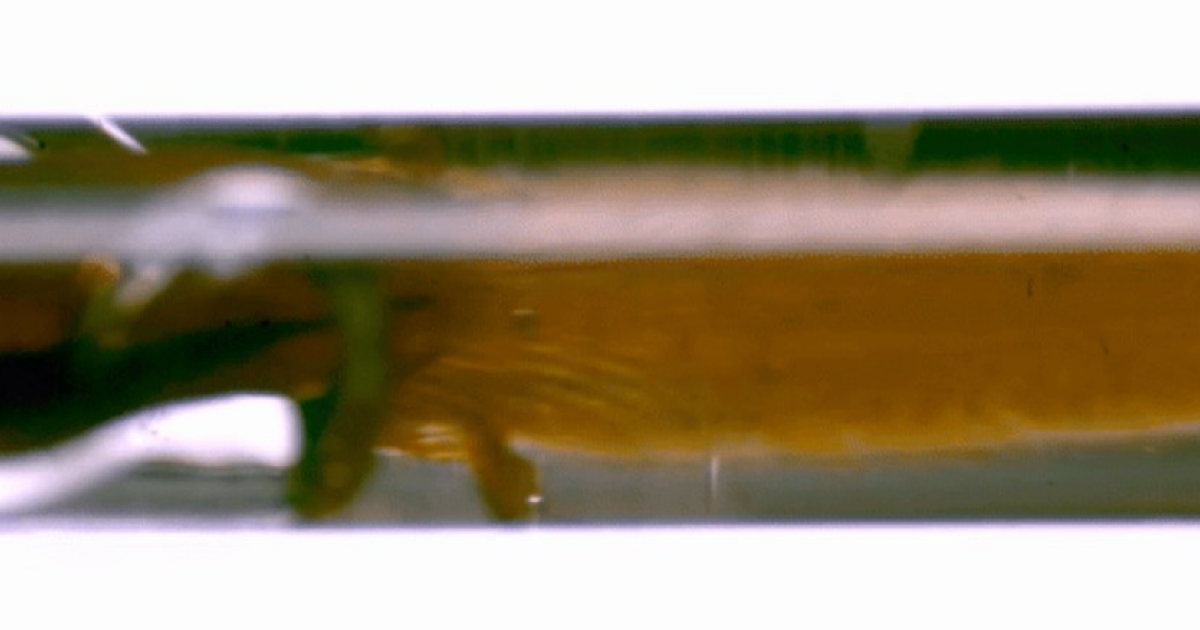 Язык шмелиной королевы оказался неподходящим для сбора нектара