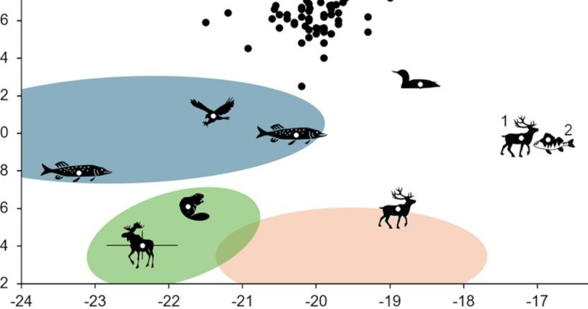 Рацион людей из Оленеостровского могильника состоял из растений и рыбы