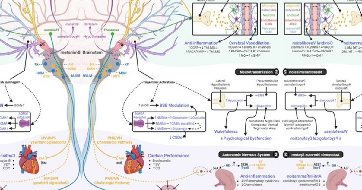 Стимуляция тройничного нерва не облегчила симптомы СДВГ у детей