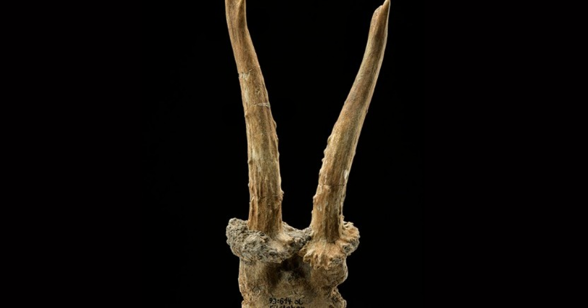 Маска из косули указала на связи ранних земледельцев и охотников-собирателей