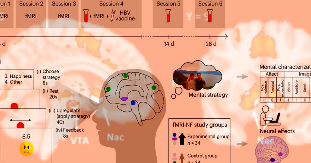 Сознательное формирование положительных ожиданий усилило иммунный ответ