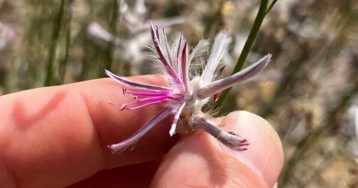 Считавшийся вымершим австралийский кустарник переоткрыли почти 60 лет спустя