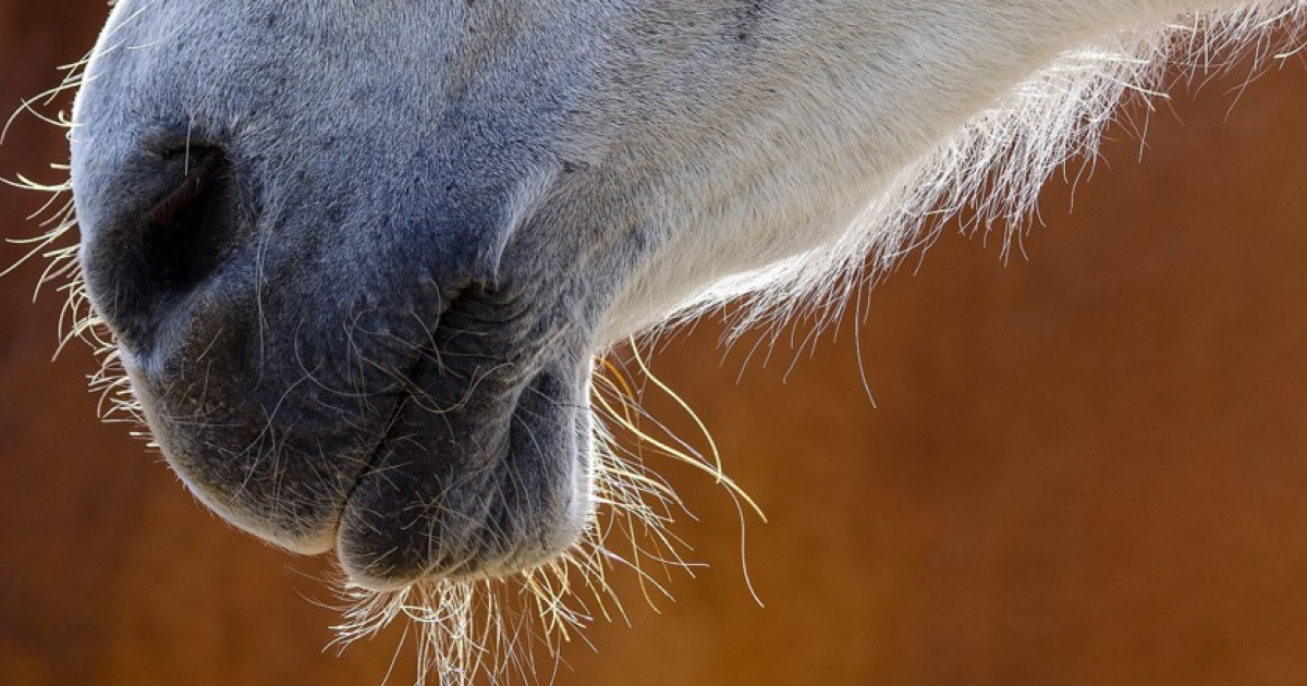 Лошади унюхали человеческий страх